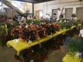 Plant-Sale_013