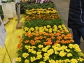 Plant-Sale_018