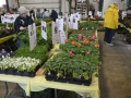 Plant-Sale_019