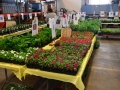 Plant-Sale_021