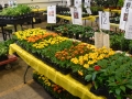 Plant-Sale_023