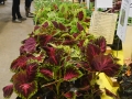 Plant-Sale_026