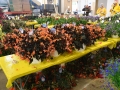 Plant-Sale_029