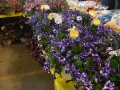 Plant-Sale_032