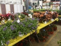 Plant-Sale_033