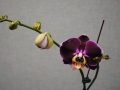 orchid