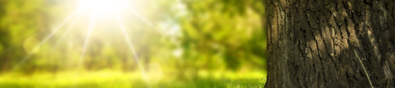 Bloomingdale Garden Club